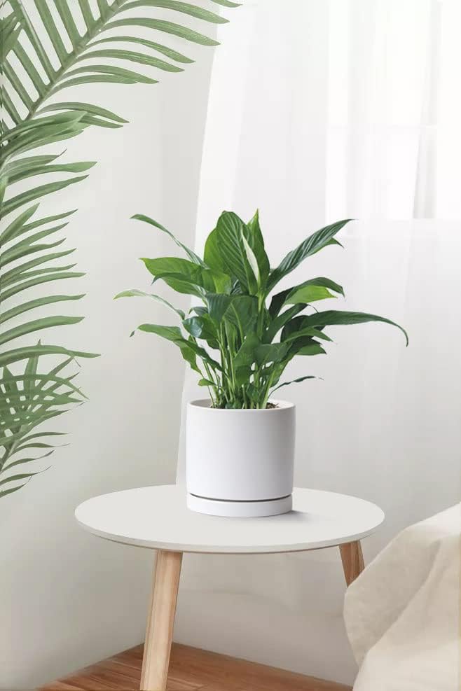 Aveyas 8 inch Ceramic Planter Pot with Drainage Hole & Saucer, Glazed Mid Century Modern Cylinder Medium Plants Pot for Indoor Floor Decor Monstera Snake Flower Fiddle Leaf Fig Pots(8inch Matte White) - Image 2