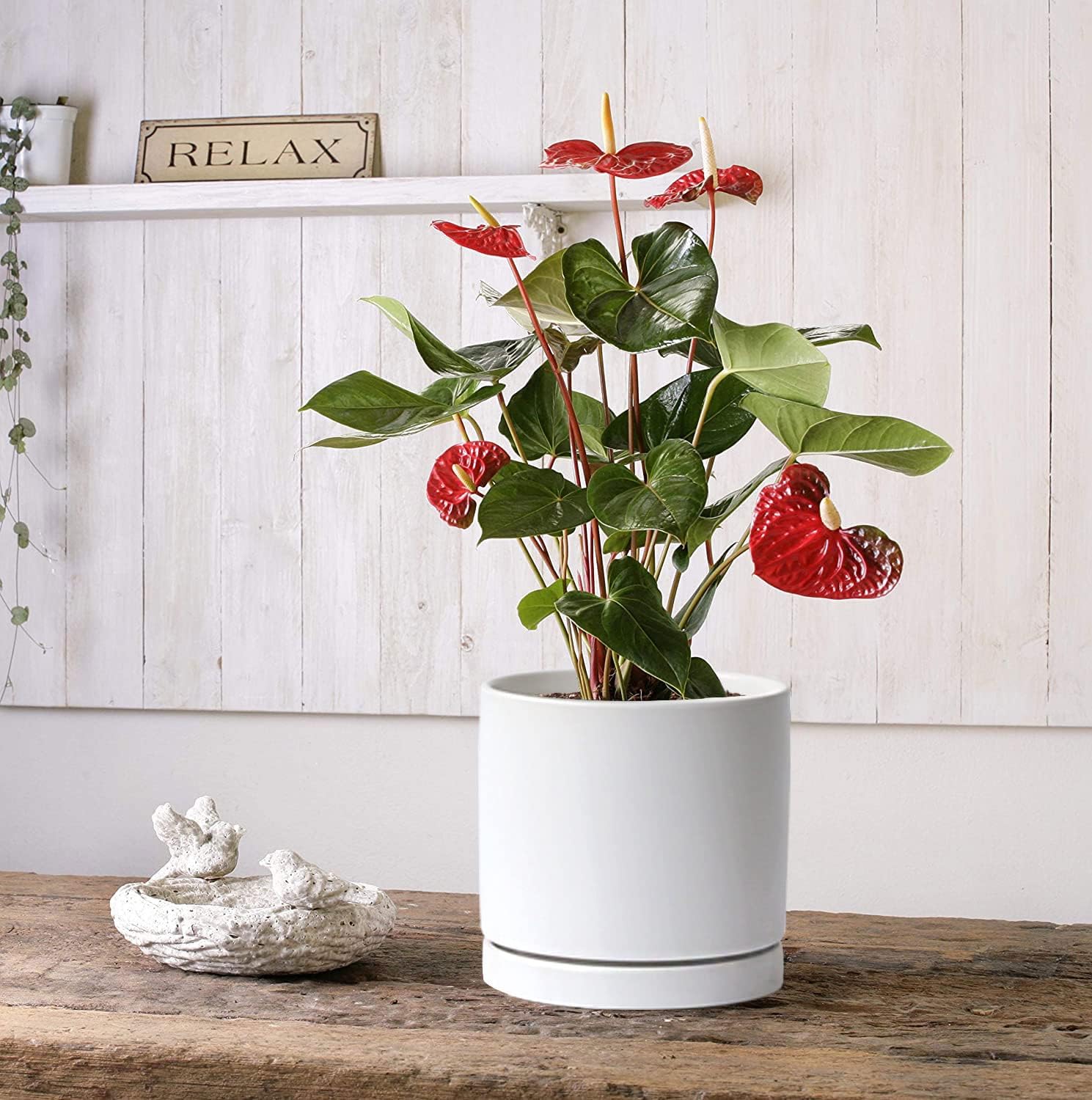 Aveyas 8 inch Ceramic Planter Pot with Drainage Hole & Saucer, Glazed Mid Century Modern Cylinder Medium Plants Pot for Indoor Floor Decor Monstera Snake Flower Fiddle Leaf Fig Pots(8inch Matte White) - Image 7