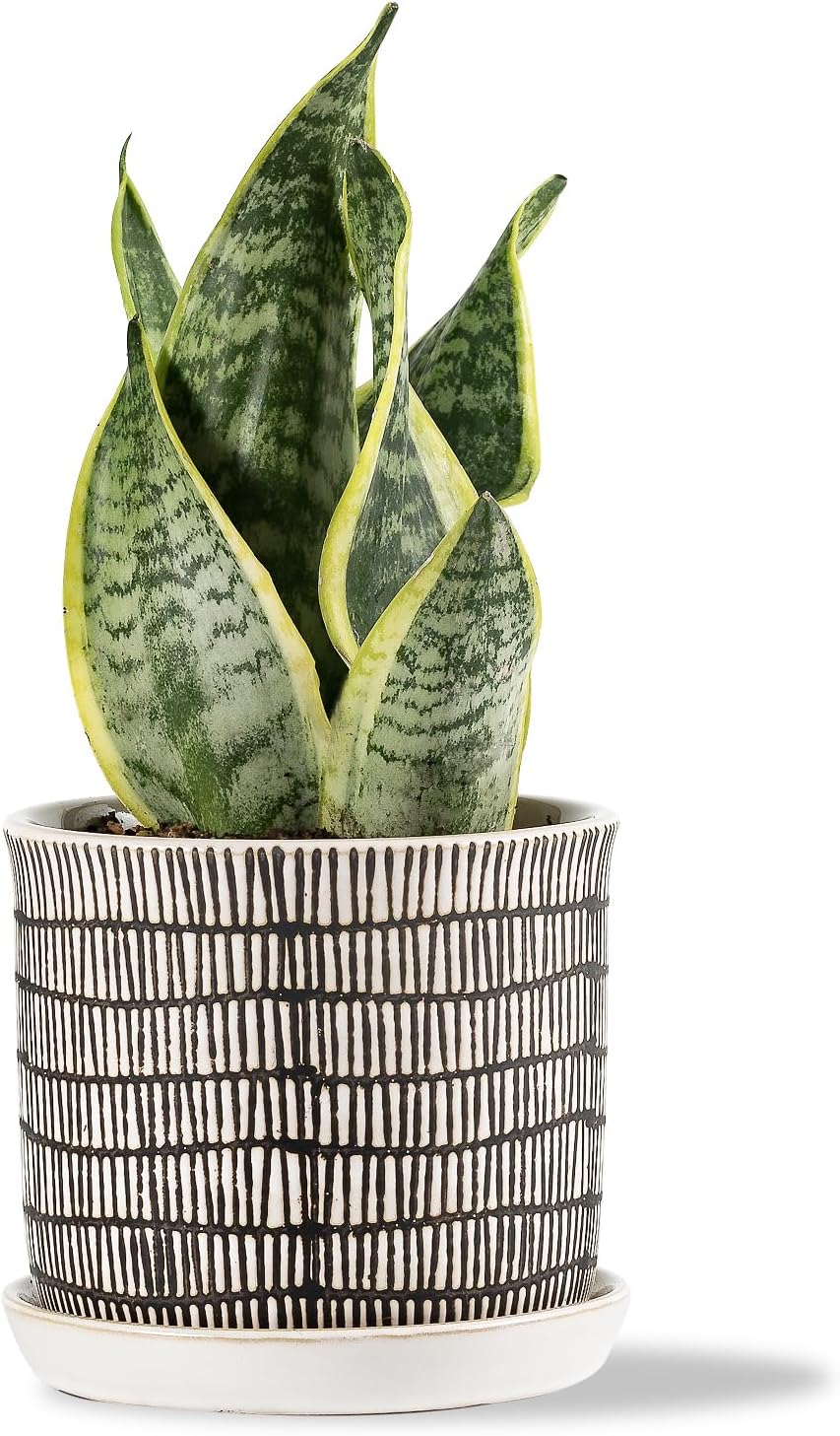 Chubacoo 8 Inch Plant Pots : Ceramic Planter Pot with Drainage Hole & Saucer - Blue Flower Pot for Indoor & Outdoor Plants - Round Decorative Flowerpot with Tray for Garden\/Home - Image 11