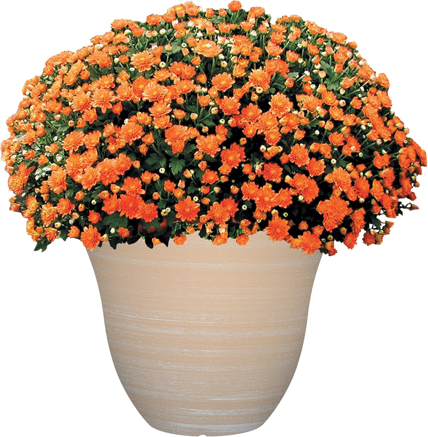 Classic Home and Garden Honeysuckle Resin Flower Pot Planter, Beige, 15" - Image 3