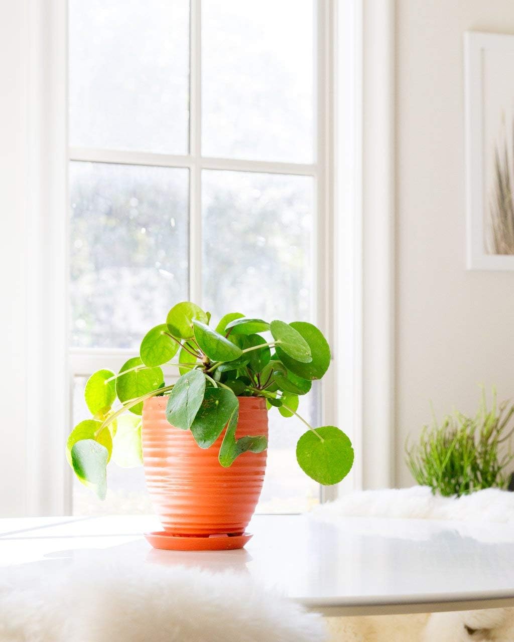 Gardenuity Orange Ceramic Plant and Flower Pots - Small 8\u201D x 7\u201D - for Indoor Plant Pots & Outdoor Planter - Image 3