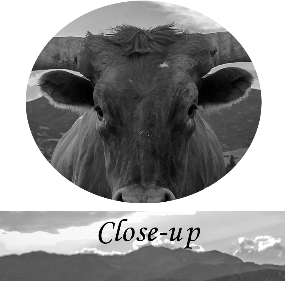 Kreative Arts - Large Modern Canvas Wall Art for Home and Office Decoration Animal Pictures Print Art on Canvas Texas Longhorn Canvas Prints Giclee Artwork for Wall Decor 16x32inchx3pcs - Image 5
