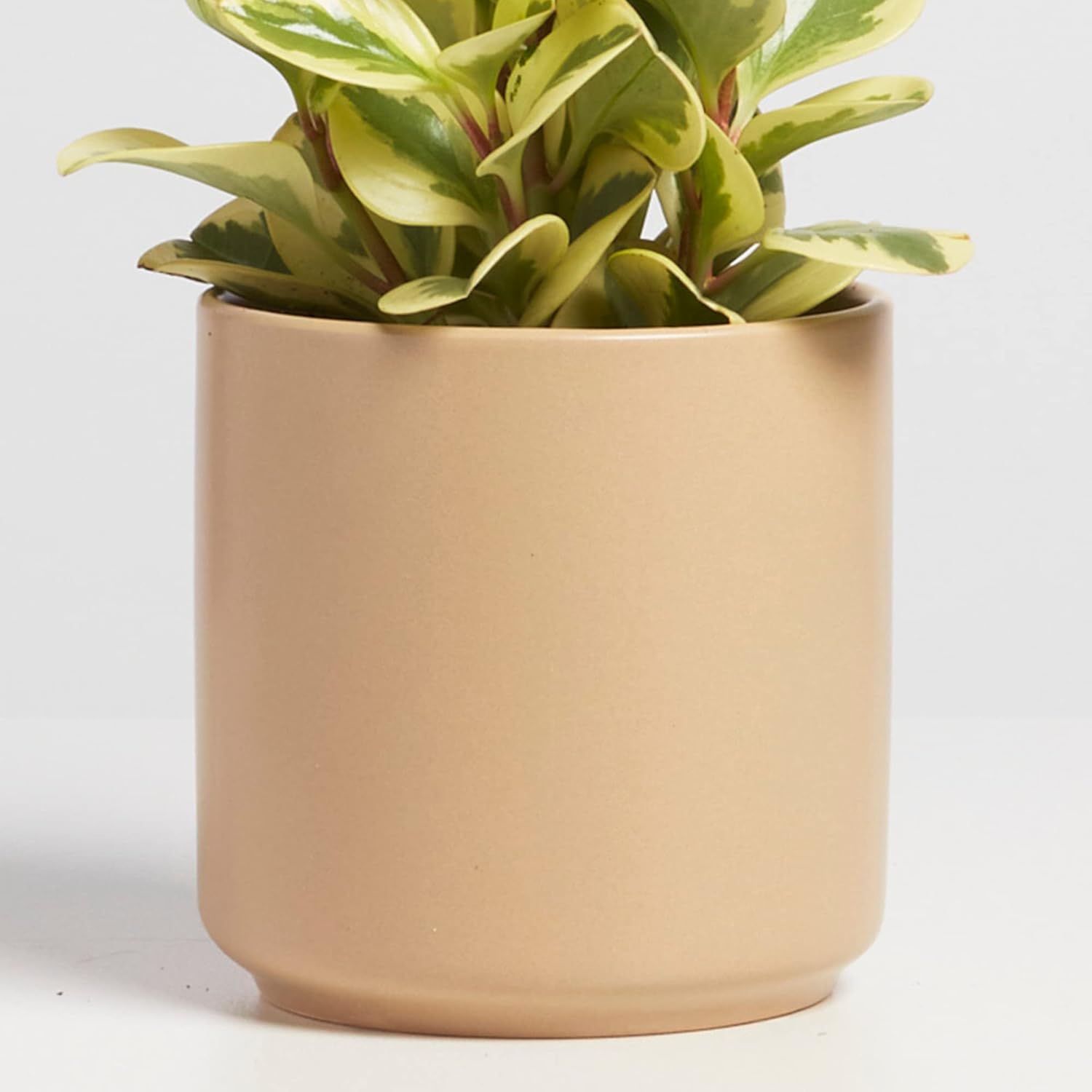 PEACH & PEBBLE 7 Inch (Set of Two) Gold Ceramic Planter. Classic Cylinder Plant Pot for House Plants and Indoor Plants (Drainage + Stopper Included). - Image 11
